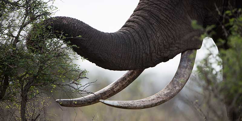 Elefantenrüssel zum Anfassen
