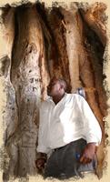 Dijongo Zaire in einem Baobab