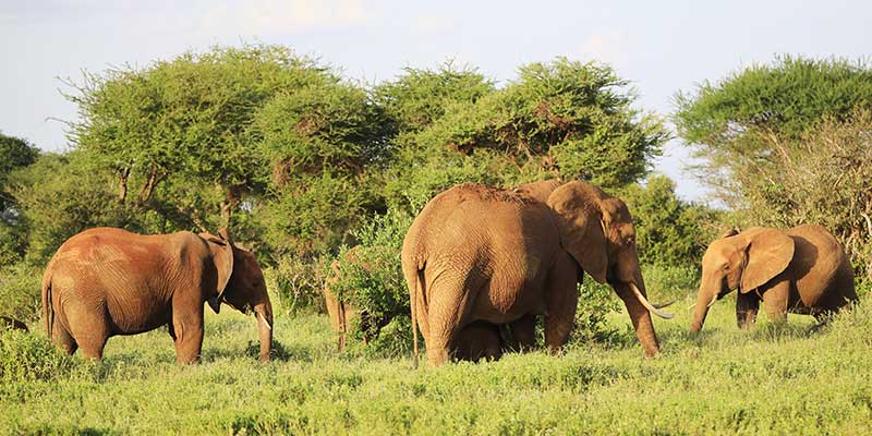 Bwana Angola Spezialtour