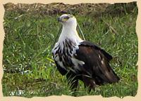 Schreiseeadler 