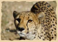 Gepard beim Cheetah Conservation Fund
