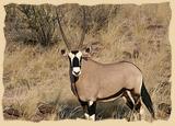 Oryx Antilope, auch Gemsbock genannt