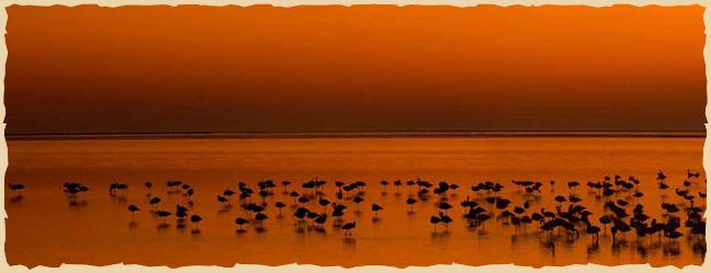 Flamingos in der Bucht von Walvis Bay