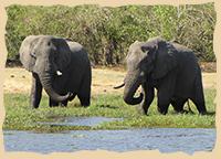 Elefanten im Chobe Nationalpark