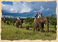 Elefantenreiten in Victoria Falls
