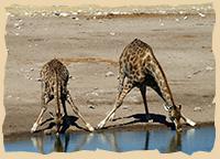 Giraffen am Wasserloch