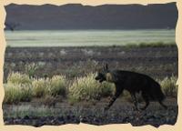 Braune Hyäne im Sperrgebiet