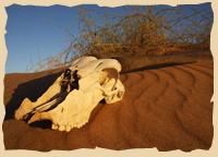 Skelettküsten Safari