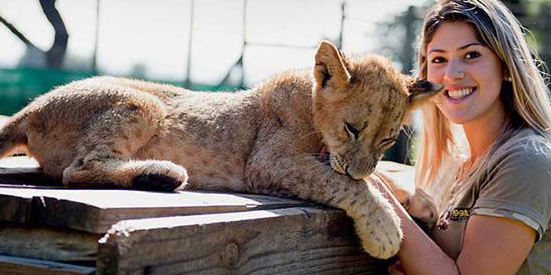 Lion Park - Der Löwenpark in Südafrika