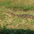 Krokodil im Caprivi