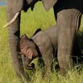 Elefant mit Babytier