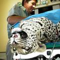 Leoparden Klinik