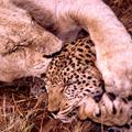 Löwe versus Leopard