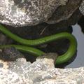 Boomslang im Okavango